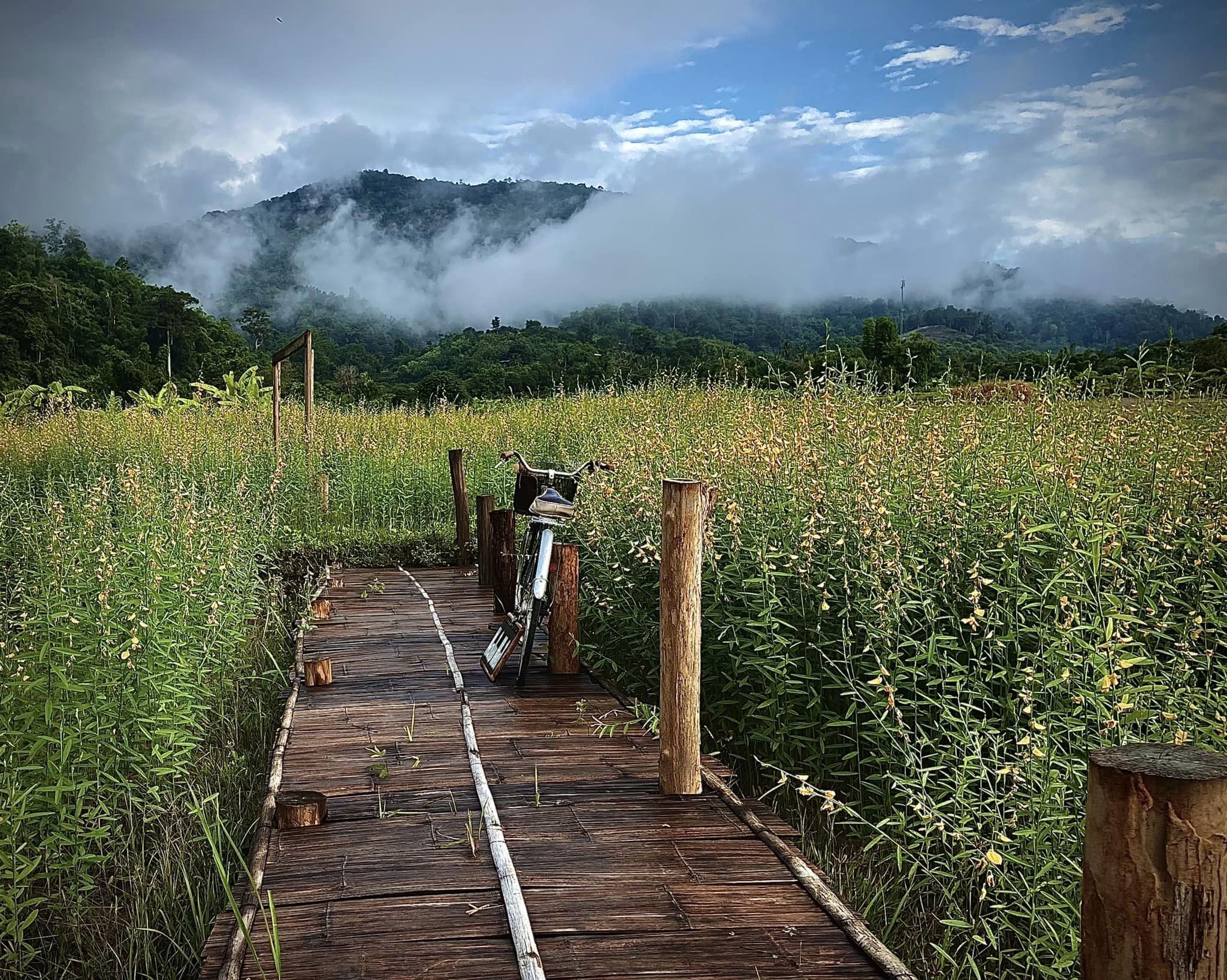 Natu Hut Farm Stay & Cafe' ที่พักเชียงใหม่ สุนัขพักได้ แม่แตง เชียงใหม่ อยู่ท่ามกลางท้องนาสีเขียว ที่โอบล้อมด้วยภูเขา