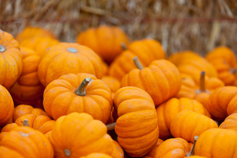 All-about-pumpkins-resized.jpg