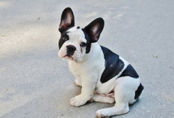 เฟรนช์ บลูด๊อก (French Bull Dog) มาตราฐานสายพันธุ์