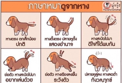 ภาษาหมา.. ดูจากหาง น้องหมาคิดอะไรอยู่นะ มารู้กัน