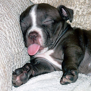 sleeping-puppy-59__300.jpg