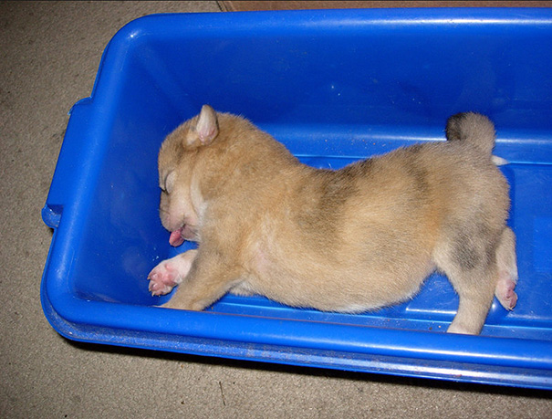 sleeping-puppy-49__605.jpg