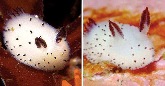 cute-bunny-sea-slug-jorunna-parva-fb3__700.jpg