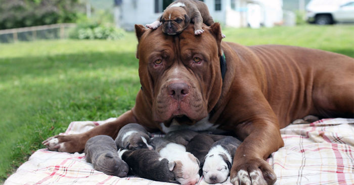 hulk-pitbull-largest-puppies-fb2__700.jpg