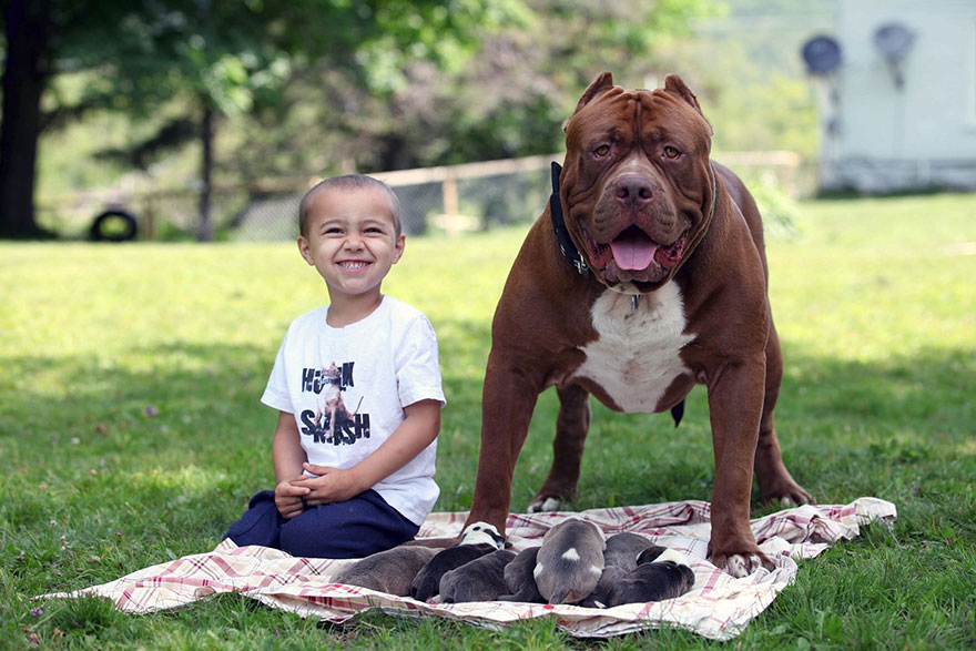 hulk-pitbull-largest-puppies-6.jpg