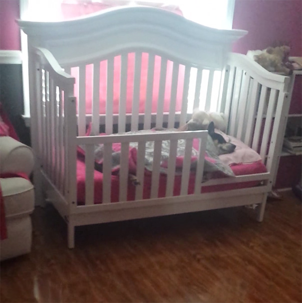 rescued-dog-sleeping-baby-girl-crib-17.jpg