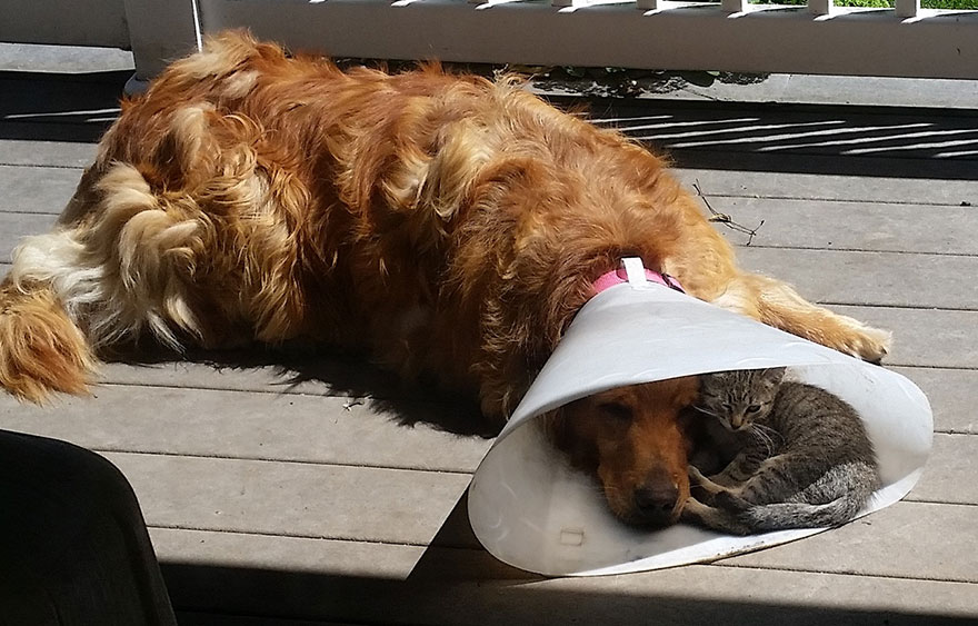 dog-cone-cat-sleeping-shade-friends-1.jpg