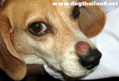 cornell_rf_photo_of_beagle_with_ringworm.jpg