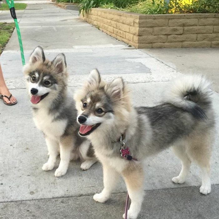 taken-bynormanthepomsky-png__700.jpg