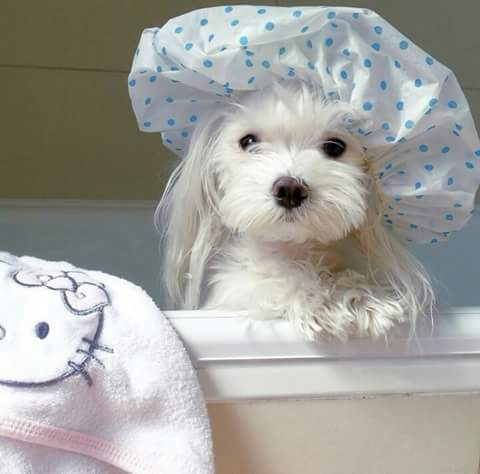 หมวกเสื้อคลุมอาบน้ำ Dog in Shower Cap