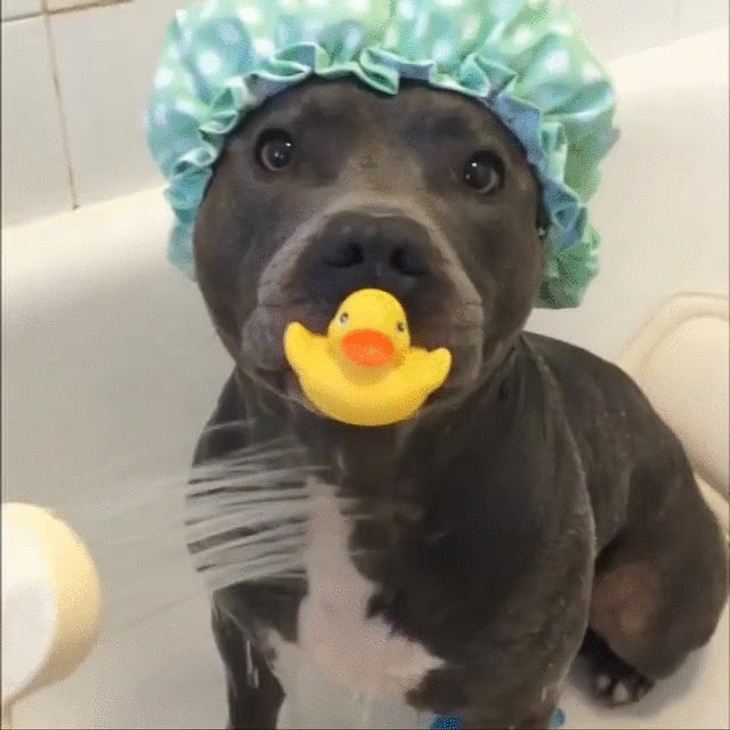 หมวกเสื้อคลุมอาบน้ำ Dog in Shower Cap