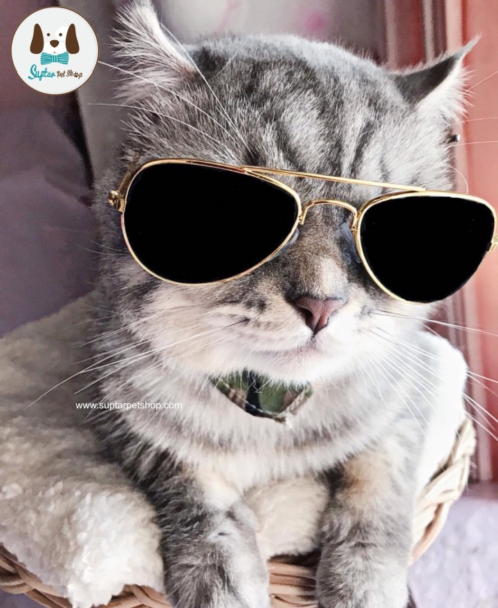 แว่นตาแมว-แว่นตาแมว-S__88842248-แว่นตาหมา-แว่นตาหมา.jpg.jpg