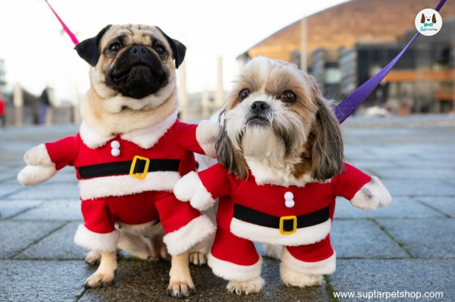 -MH_151219_Festive_Dogs_053.jpg