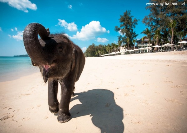 Baby-Elephant-on-Beach-e1370948956566.jpg
