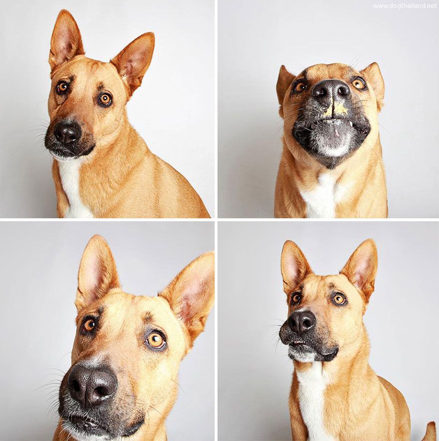adopted-dog-teton-pitbull-humane-society-utah-10.jpg