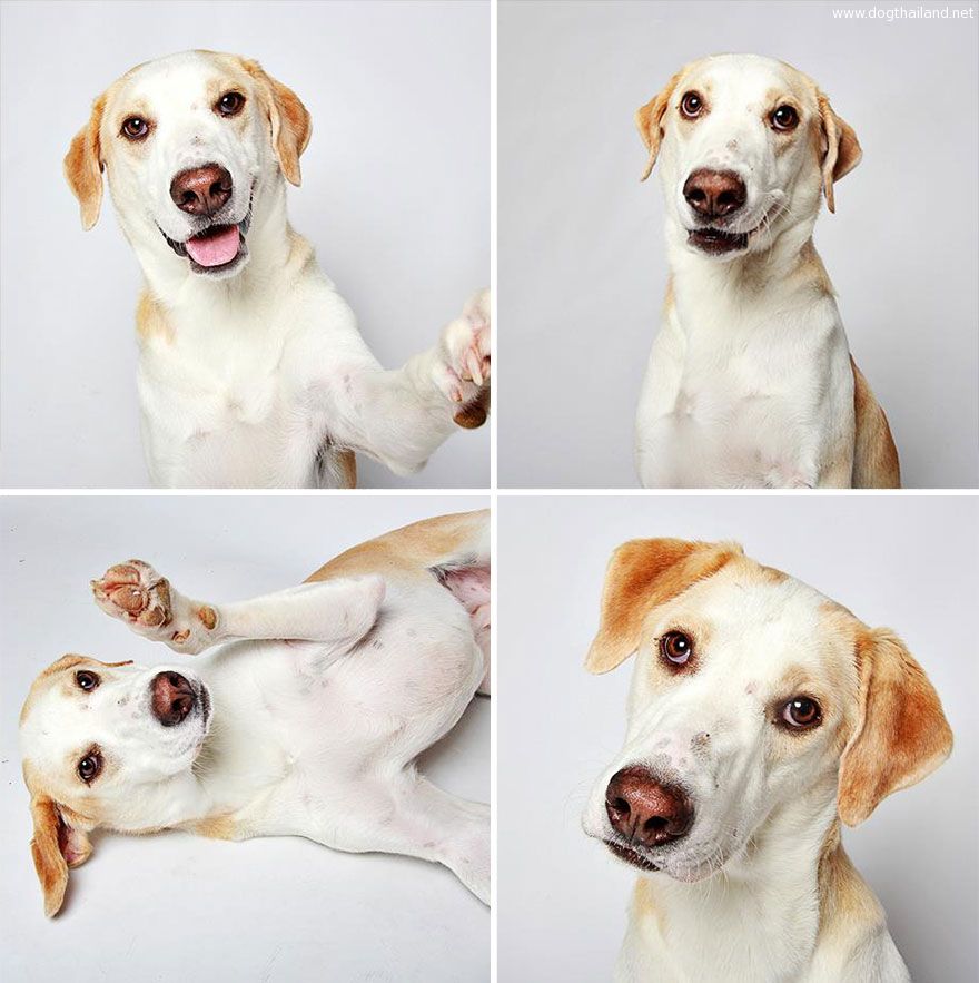 adopted-dog-teton-pitbull-humane-society-utah-20.jpg