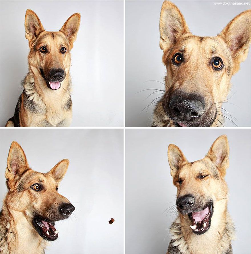 adopted-dog-teton-pitbull-humane-society-utah-3.jpg
