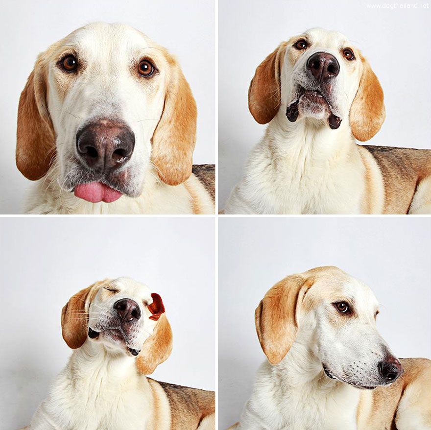 adopted-dog-teton-pitbull-humane-society-utah-16.jpg