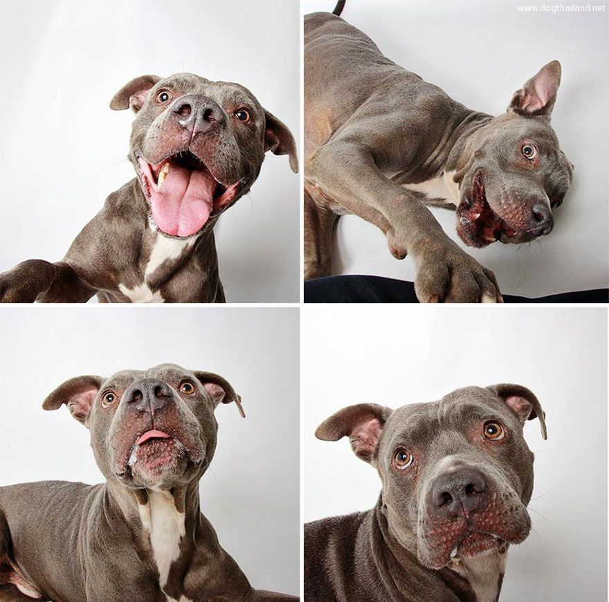 adopted-dog-teton-pitbull-humane-society-utah-22.jpg