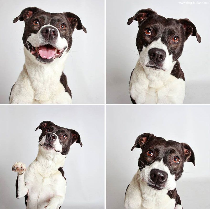 adopted-dog-teton-pitbull-humane-society-utah-14.jpg