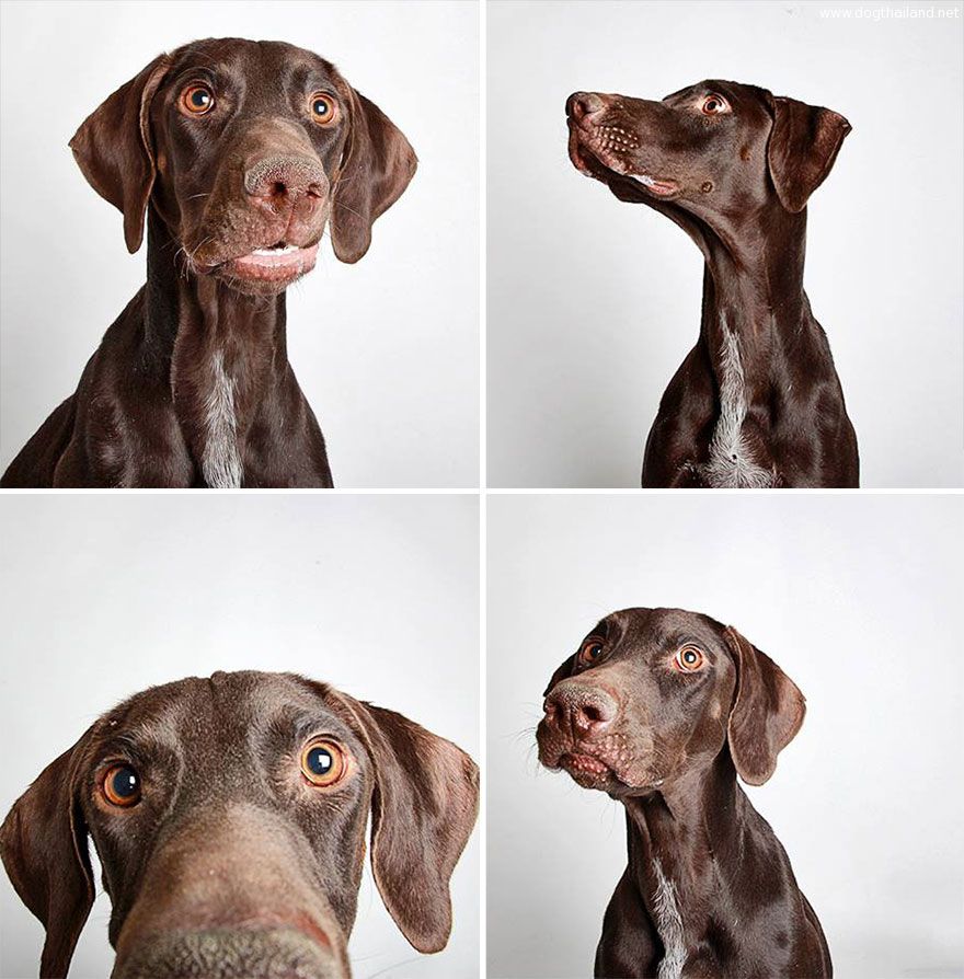 adopted-dog-teton-pitbull-humane-society-utah-18.jpg