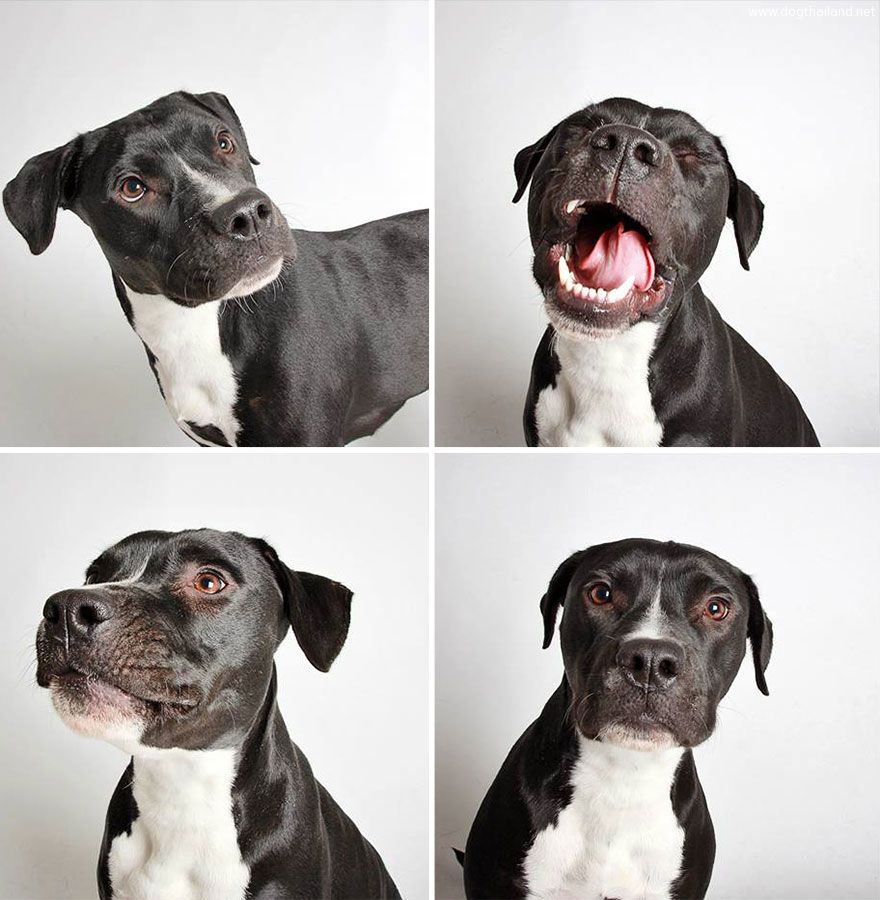 adopted-dog-teton-pitbull-humane-society-utah-9.jpg