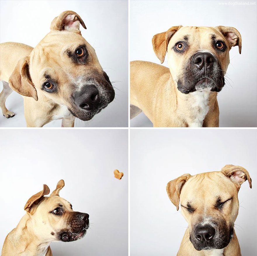 adopted-dog-teton-pitbull-humane-society-utah-26.jpg