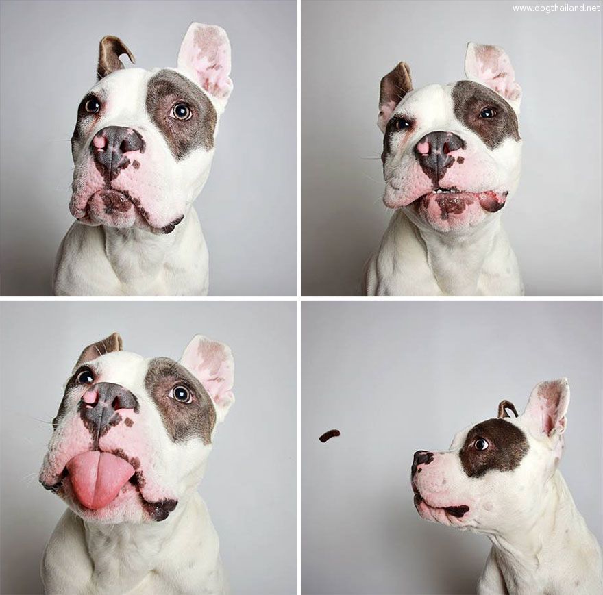 adopted-dog-teton-pitbull-humane-society-utah-4.jpg