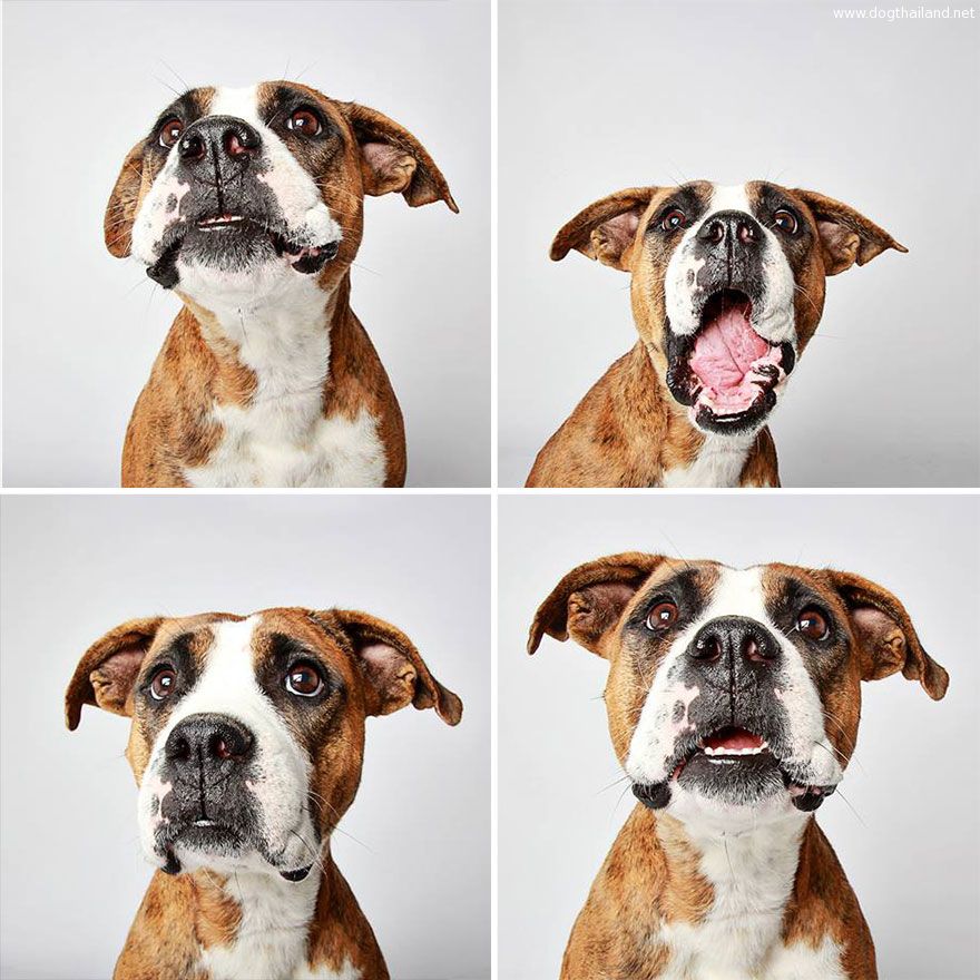 adopted-dog-teton-pitbull-humane-society-utah-25.jpg
