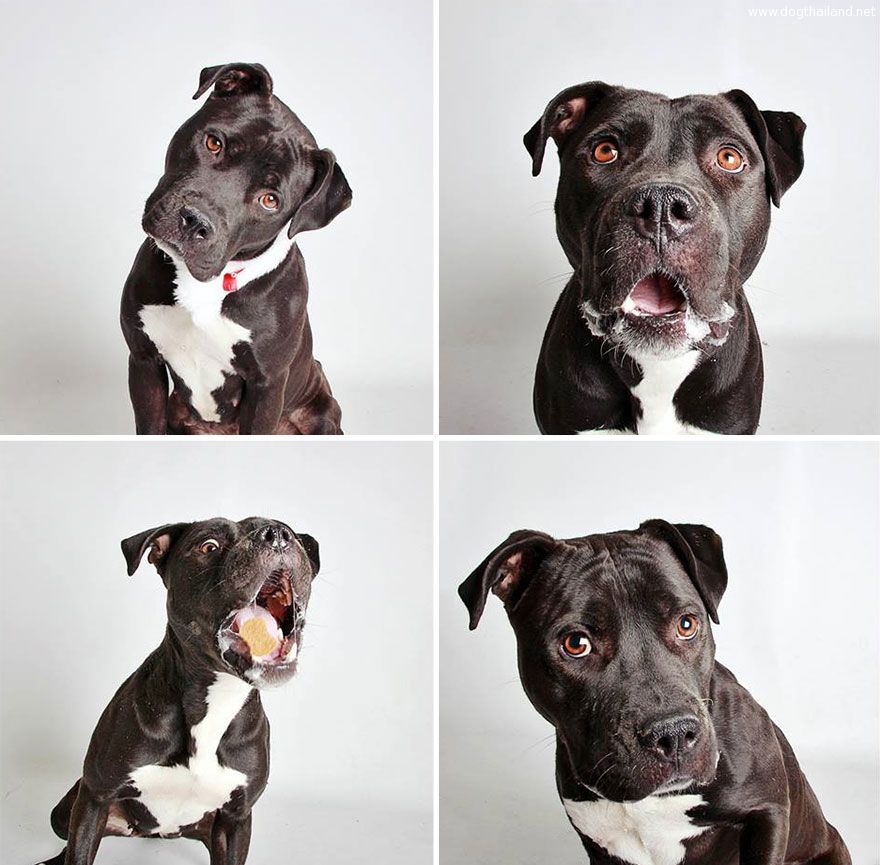 adopted-dog-teton-pitbull-humane-society-utah-13.jpg