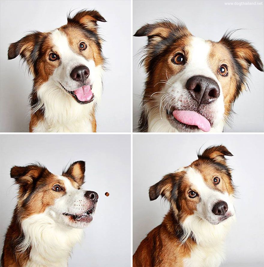 adopted-dog-teton-pitbull-humane-society-utah-17.jpg
