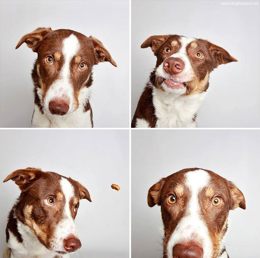 adopted-dog-teton-pitbull-humane-society-utah-1.jpg
