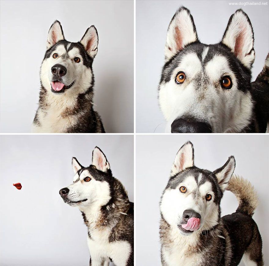 adopted-dog-teton-pitbull-humane-society-utah-27.jpg