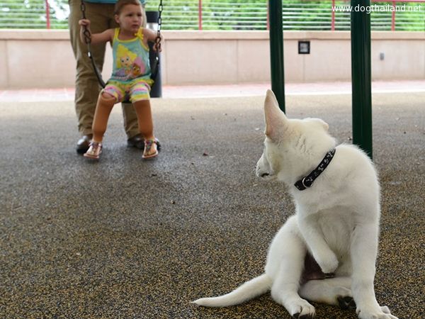 3-year-old-girl-amputated-legs-puppy-without-paw-sapphyre-johnson-lt-dan-14.jpg