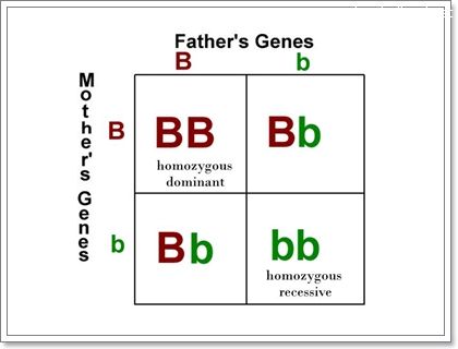 inbreeding010.jpg