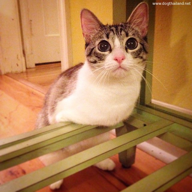 adopted-cat-hops-two-legs-instagram-celebrity-roux-2.jpg