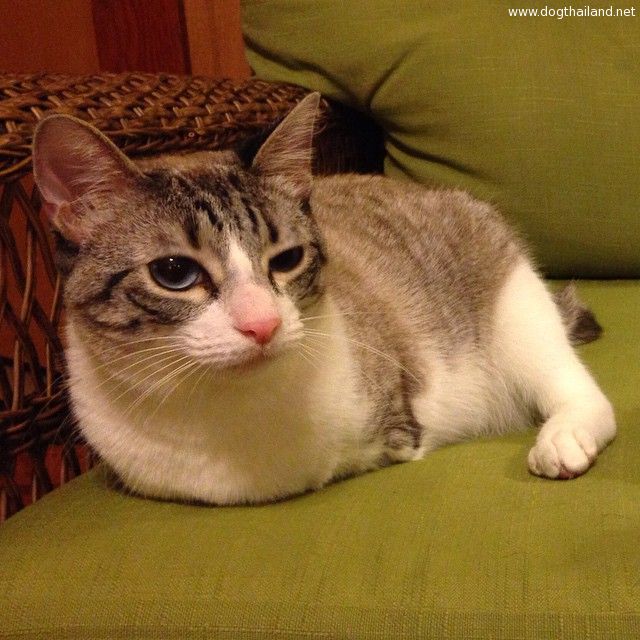 adopted-cat-hops-two-legs-instagram-celebrity-roux-14.jpg