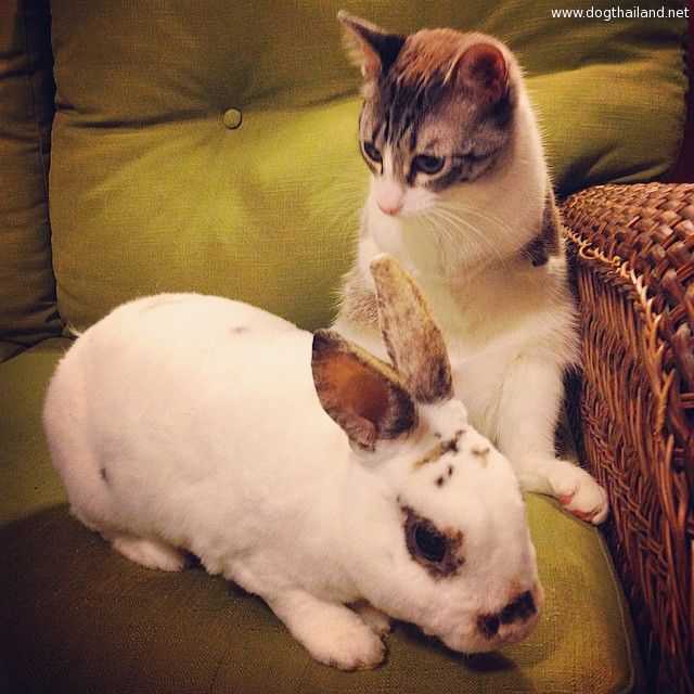 adopted-cat-hops-two-legs-instagram-celebrity-roux-3.jpg