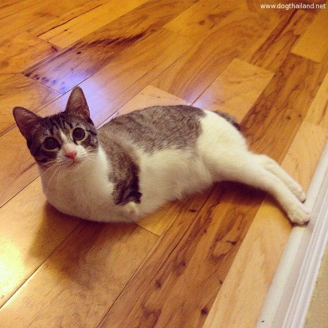 adopted-cat-hops-two-legs-instagram-celebrity-roux-10.jpg
