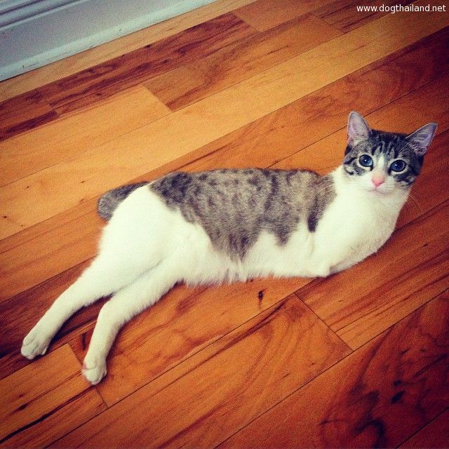 adopted-cat-hops-two-legs-instagram-celebrity-roux-1.jpg