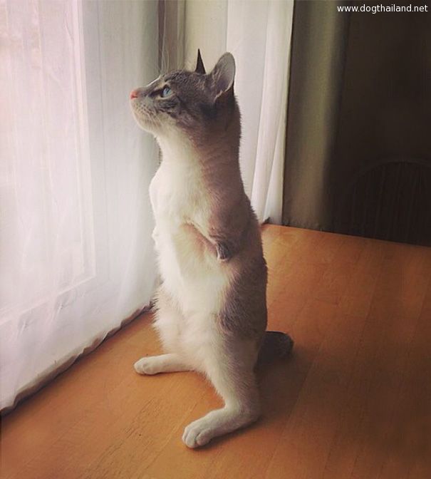 adopted-cat-hops-two-legs-instagram-celebrity-roux-16.jpg