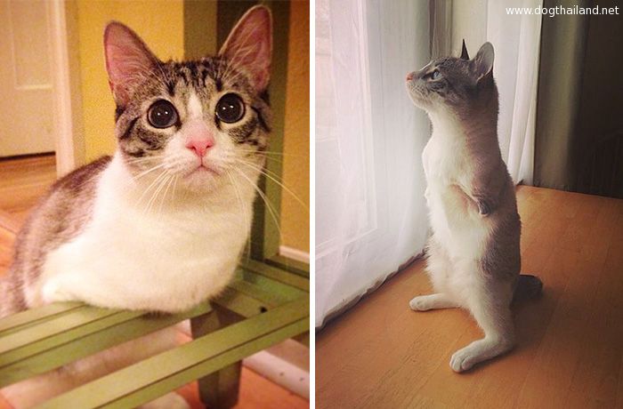 adopted-cat-hops-two-legs-instagram-celebrity-roux-coverimage.jpg