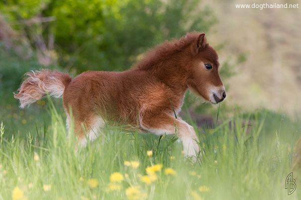 tiny-horses-27__605.jpg