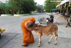 ภาพลูกวัวกำพร้ากระโดดกอดพระที่ไถ่แม่วัวจากโรงเชือด โดนแชร์สนั่นน่าประทับใจ