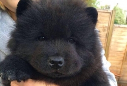 Dog  looks like Bears หมาหรือหมีกันนะ น่ารักแบบนี้