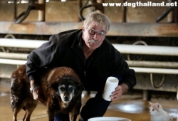 แม็กกี้ สุนัขที่แก่ที่สุดในโลกในวัย 30 ปีเทียบอายุคน 200 ปี ได้เสียชีวิตลงแล้ว