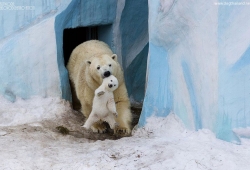 ภาพความรัก พ่อแม่ลูกของสัตว์โลก ระดับ 6 ดาว ตอนที่ 1 ( The Cutest Parenting Moments In The Animal Kingdom )