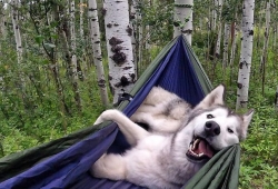 Instagram จะ สร้างแรงบันดาลใจ ให้คุณ ไป เดินป่า ตั้งแคมป์ กับ สุนัขของคุณ