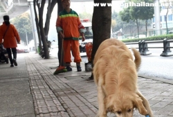 สุนัขโกลเด้นแสนรู้ ติดตามคนกวาดถนนไม่ห่าง ช่วยเจ้านายเก็บขยะ