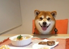 ภาพน้องหมาชิบะ อินุ (Shiba Inu) ยิ้มเมื่อได้อาหารจานโปรด น่ารักมากๆ